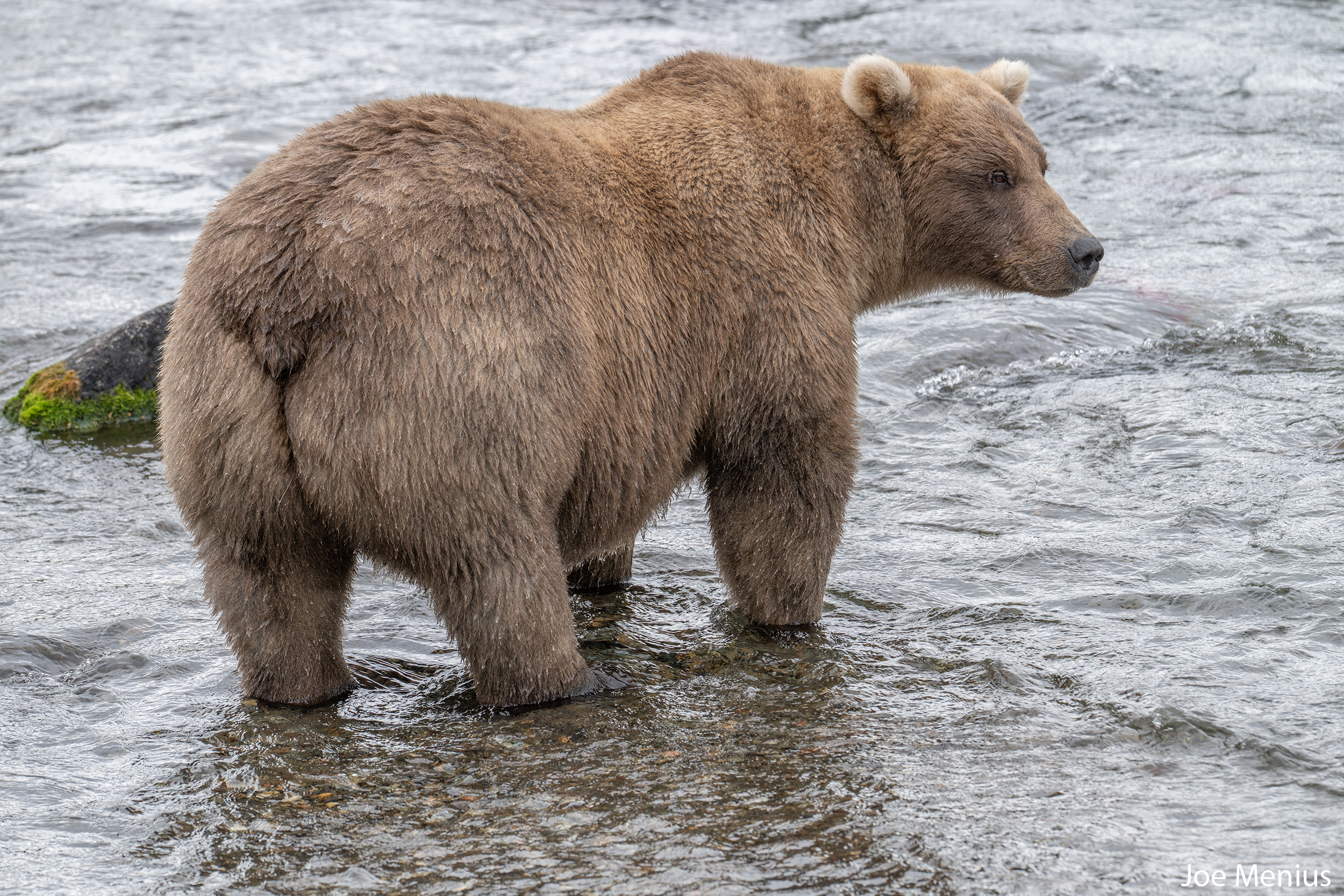 くまカッパ 128 — Katmai Conservancy